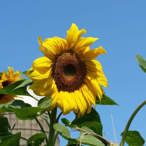 Meet your Posher, Amelia - Picture 2 of 5